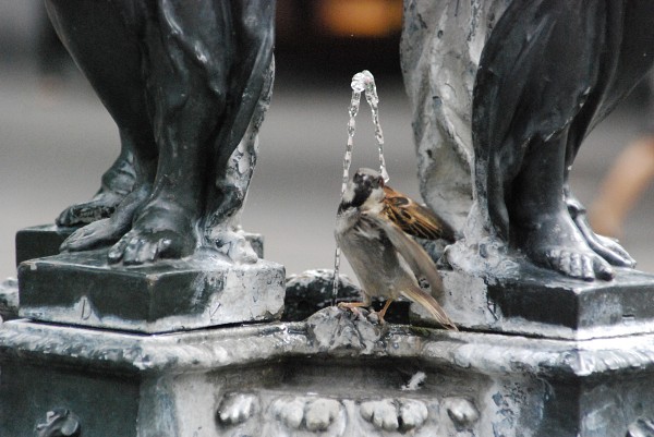 Kleiner Vogel