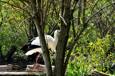 Zoo Zürich